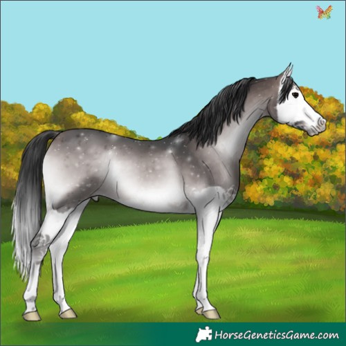 Horse Color:Platinum Bay Onyx Splash 
