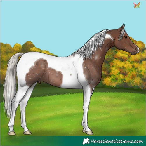 Horse Color:Silver Black Tobiano 