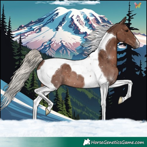 Horse Color:Silver Black Tobiano 
