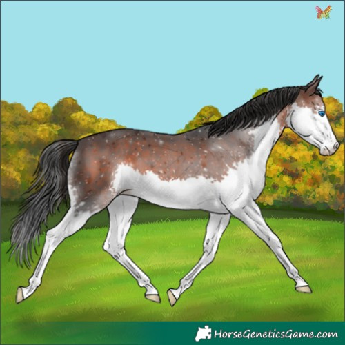 Horse Color:Brown Splash 