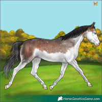 Horse Color:Brown Splash 