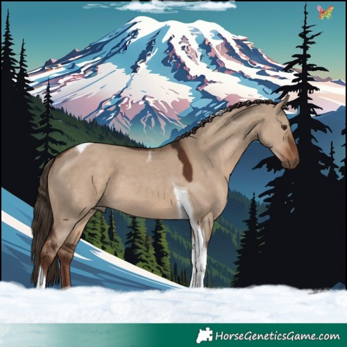 Horse Color:Liver Red Dun Tobiano 