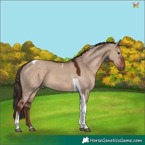Horse Color:Liver Red Dun Tobiano 
