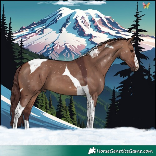 Horse Color:Chocolate Brown Dun Tobiano 