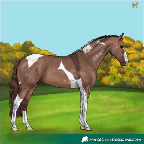 Horse Color:Chocolate Brown Dun Tobiano 