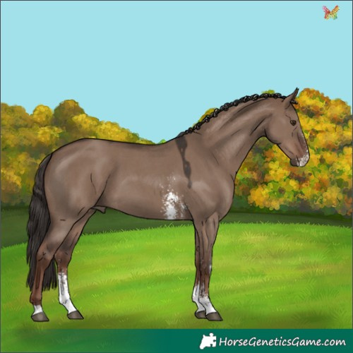 Horse Color:Liver Red Dun Sabino 
