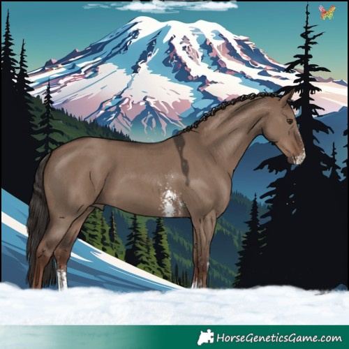 Horse Color:Liver Red Dun Sabino 