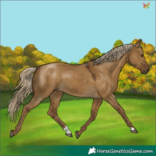 Horse Color:Chocolate Palomino Dun 