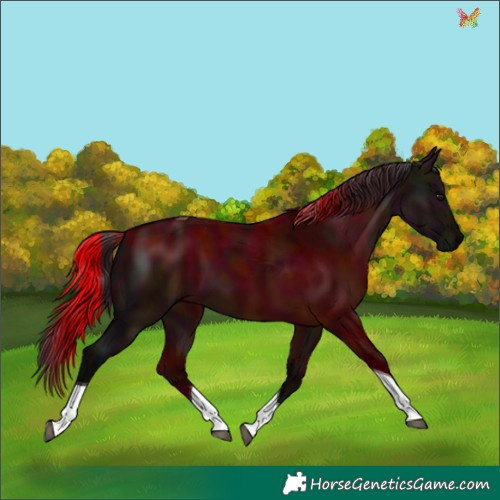 Horse Color:Midnight Brown Dun Tobiano 