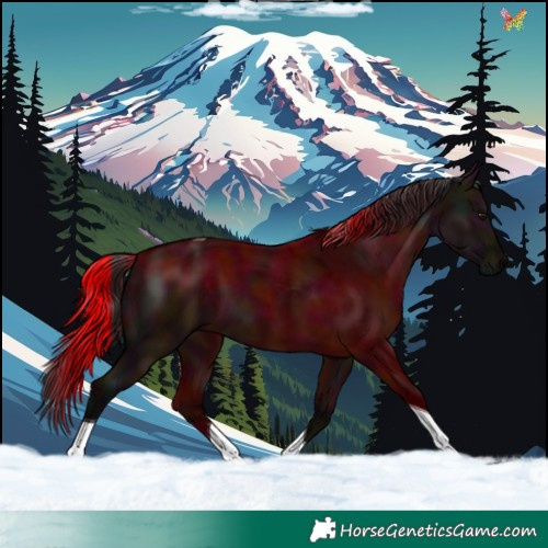 Horse Color:Midnight Brown Dun Tobiano 