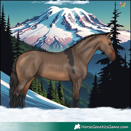 Horse Color:Bay Dun 