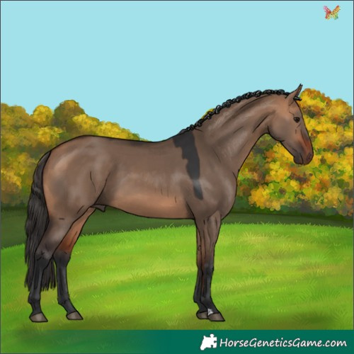 Horse Color:Bay Dun 