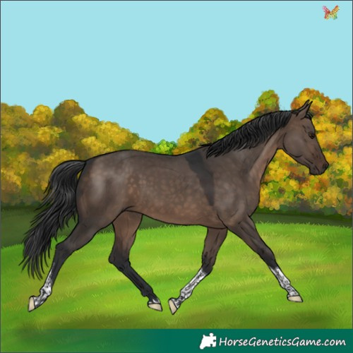 Horse Color:Brown Dun Tobiano 