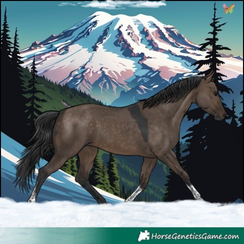 Horse Color:Brown Dun Tobiano 