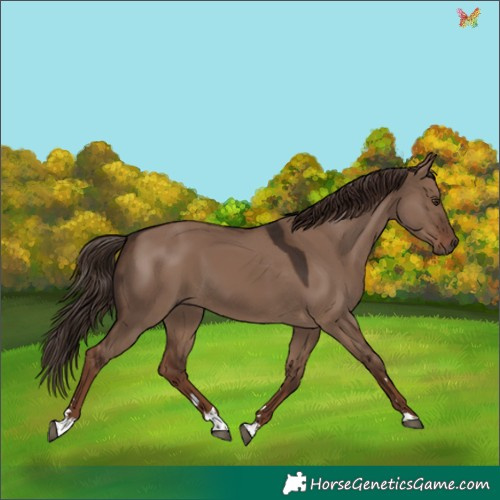 Horse Color:Liver Red Dun 