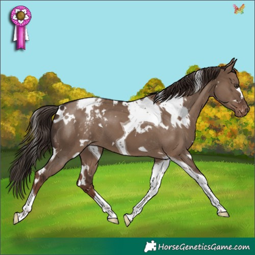Horse Color:White Spotted Liver Red Dun Tobiano Appaloosa 