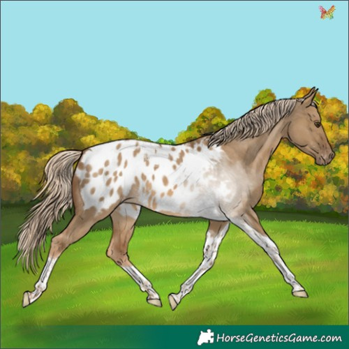 Horse Color:Chocolate Palomino Dun Tobiano Appaloosa 