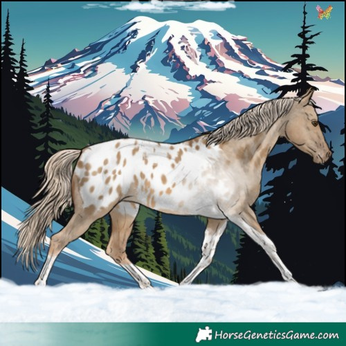 Horse Color:Chocolate Palomino Dun Tobiano Blanket 