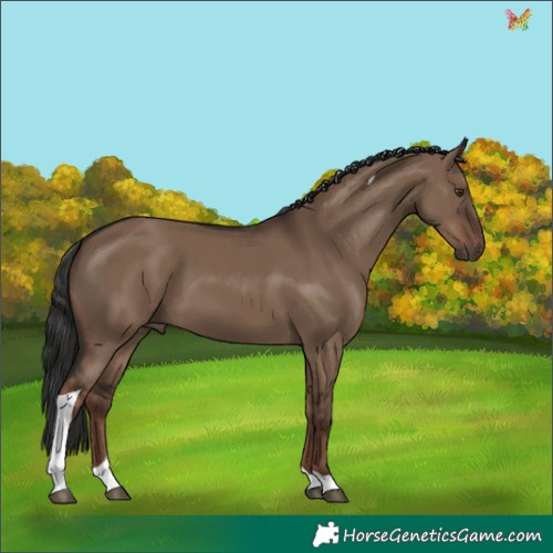 Horse Color:Liver Red Dun Tobiano 