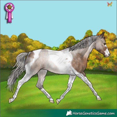 Horse Color:Silver Brown Dun Tobiano Rabicano