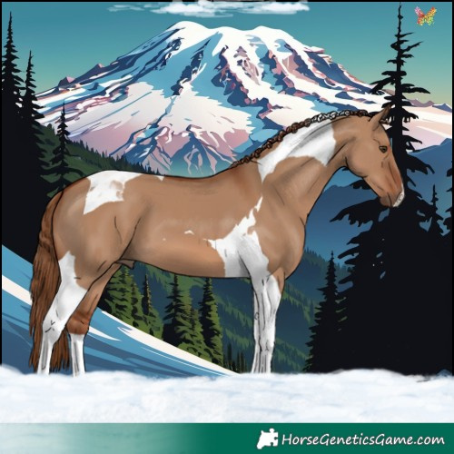 Horse Color:Red Dun Tobiano 