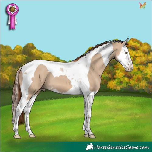 Horse Color:Red Dun Splash Tobiano 