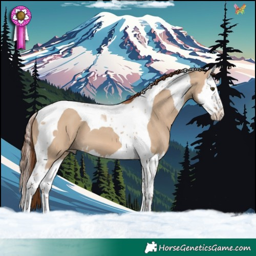 Horse Color:Red Dun Splash Tobiano 