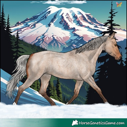 Horse Color:Silver Bay Roan Dun 