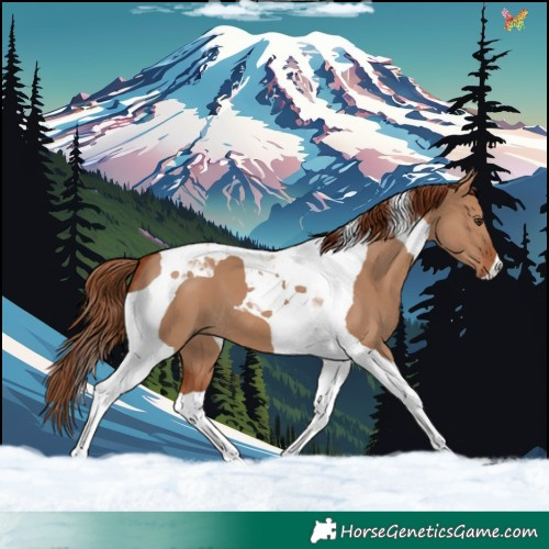 Horse Color:Red Dun Tobiano 