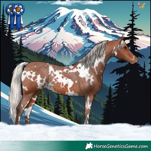 Horse Color:White Spotted Silver Brown Appaloosa Rabicano 