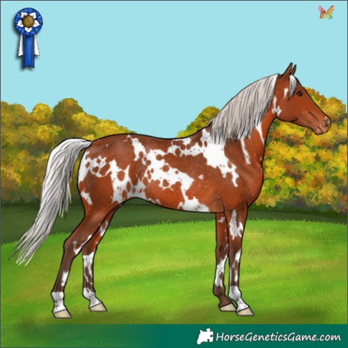 Horse Color:White Spotted Silver Brown Appaloosa Rabicano 