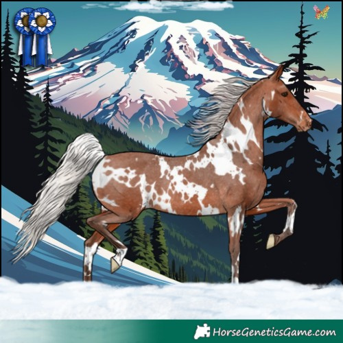 Horse Color:White Spotted Silver Brown Appaloosa Rabicano 