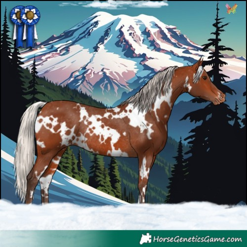 Horse Color:White Spotted Silver Brown Varnish Rabicano 
