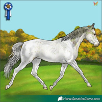 Horse Color:Plaid  Silver Brown Sabino Splash Tobiano Frame Rabicano 