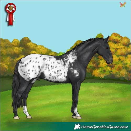Horse Color:Black Appaloosa