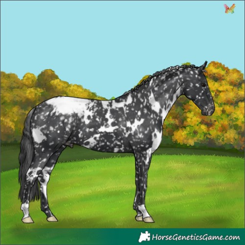 Horse Color:White Spotted Black Appaloosa 