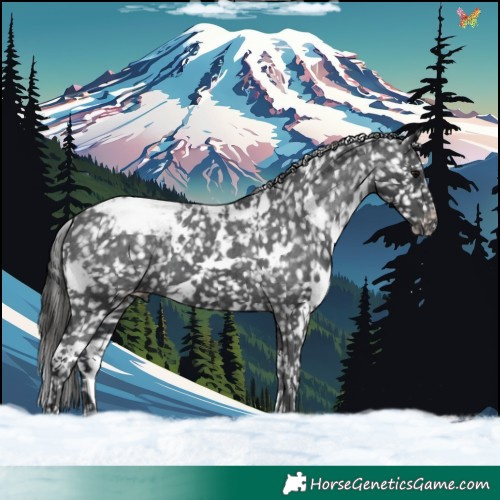 Horse Color:White Spotted Black Snowflake Varnish