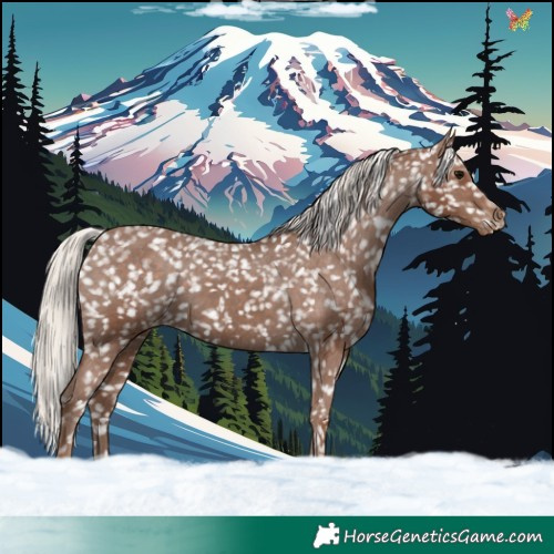 Horse Color:Silver Black Appaloosa 