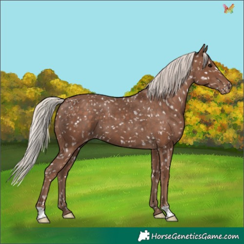 Horse Color:Silver Black Appaloosa 
