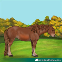 Horse Color:Chestnut 