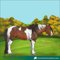 Horse Color:Bay Tobiano 