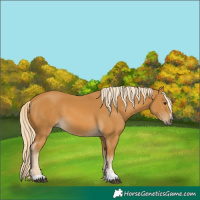 Horse Color:Palomino 