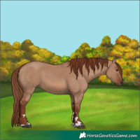 Horse Color:Red Dun 