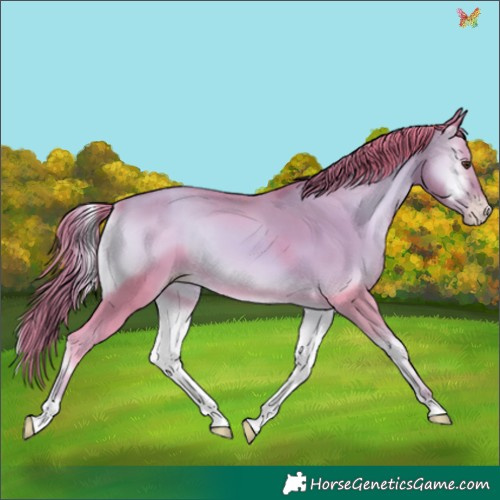 Horse Color:Watercolor Gold Champagne Onyx 