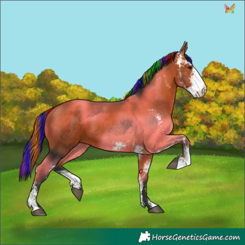 Horse Color:Painted Bay Sabino 