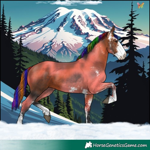 Horse Color:Painted Bay Sabino 