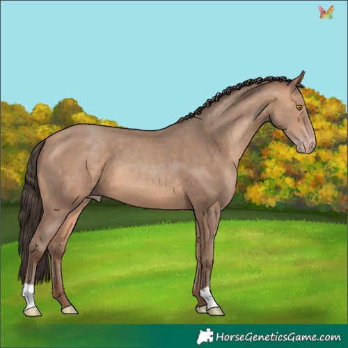 Horse Color:Amber Champagne 
