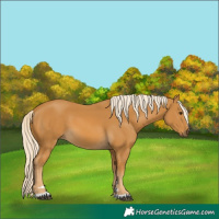 Horse Color:Palomino 