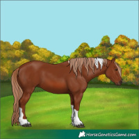 Horse Color:Chestnut Tobiano