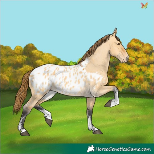 Horse Color:Buckskin Dun Sabino Appaloosa 